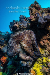 Can You find the octopus?, Galapagos Ecuador by Alejandro Topete 